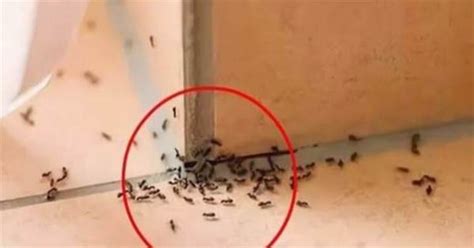 箭的意思 突然出現很多螞蟻
